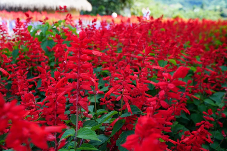 Purple salvia flower spikes attracting bees in a sunny garden bed