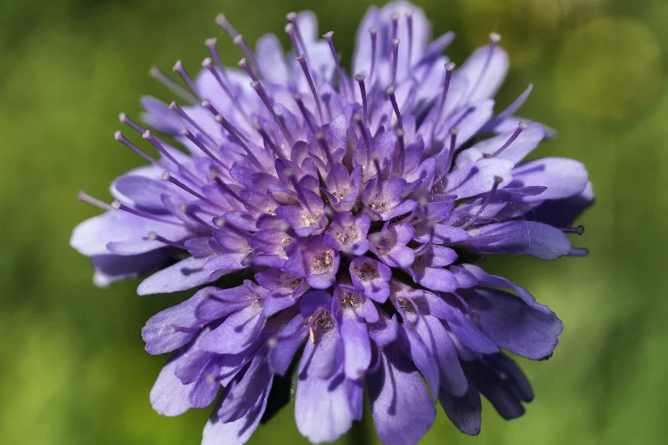 Lavender scabiosa pincushion flower with delicate stamens in full bloom