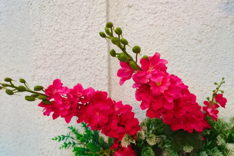 Pink and red snapdragon flower spikes blooming in a cottage garden