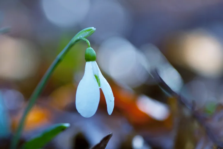 White snowdrop flower blooming close-up, one of the earliest flowers that start with S