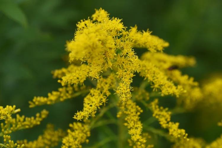 Solidago goldenrod flowers with bright yellow feathery plumes in late summer