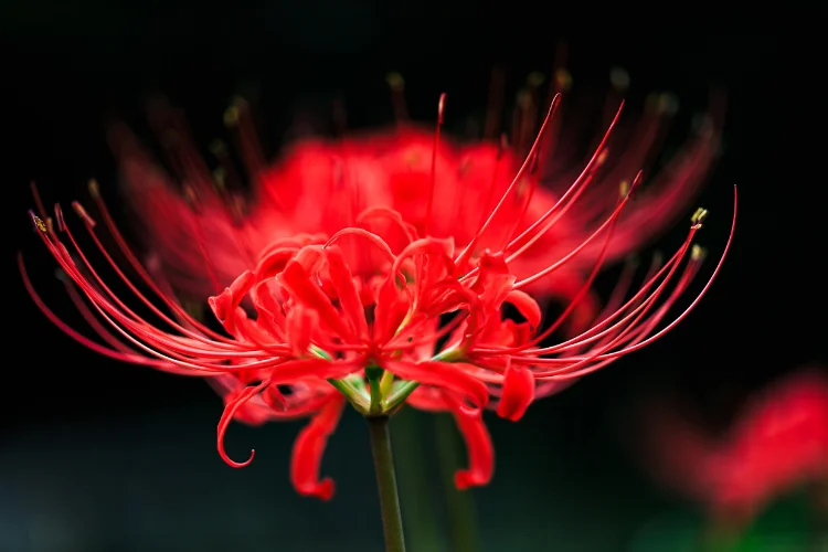 Red spider lily with long spidery petals blooming against a dark background
