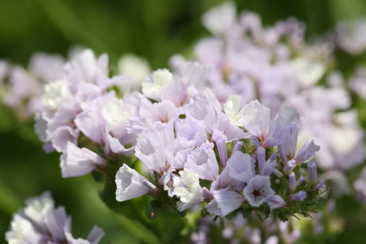 Statice sea lavender flowers in soft purple clusters, a papery everlasting bloom