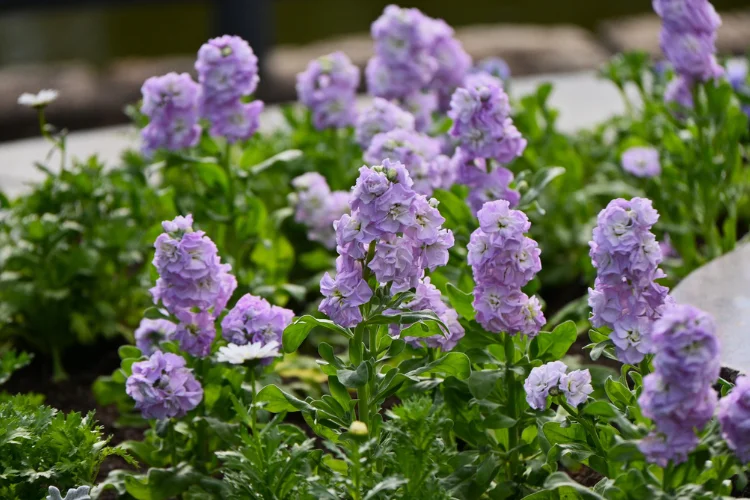 Stock flower (Matthiola) with tall purple and lavender ruffled blooms in a garden