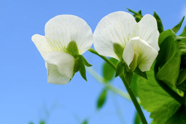 Sweet pea flowers with delicate white and purple ruffled petals climbing on a vine
