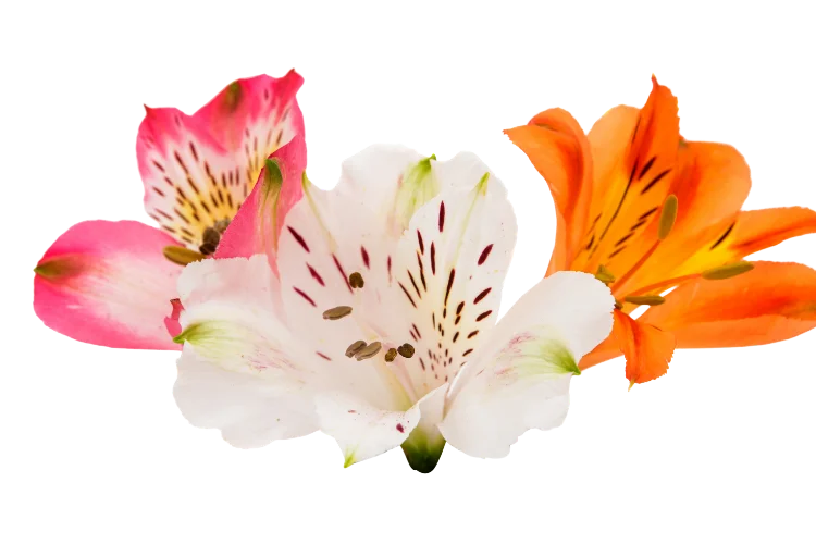 Flowers That Start With A