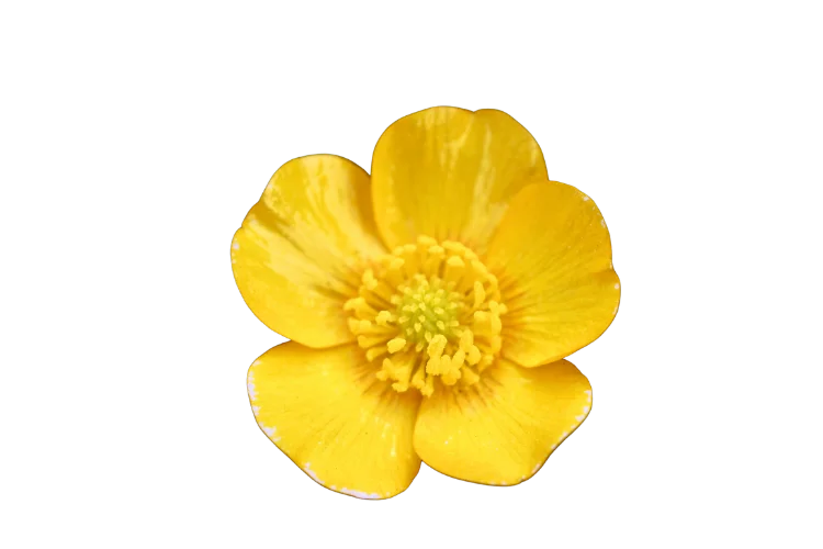 Flowers That Start With B