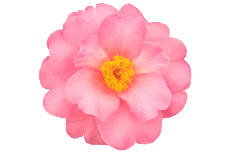 Flowers That Start With C