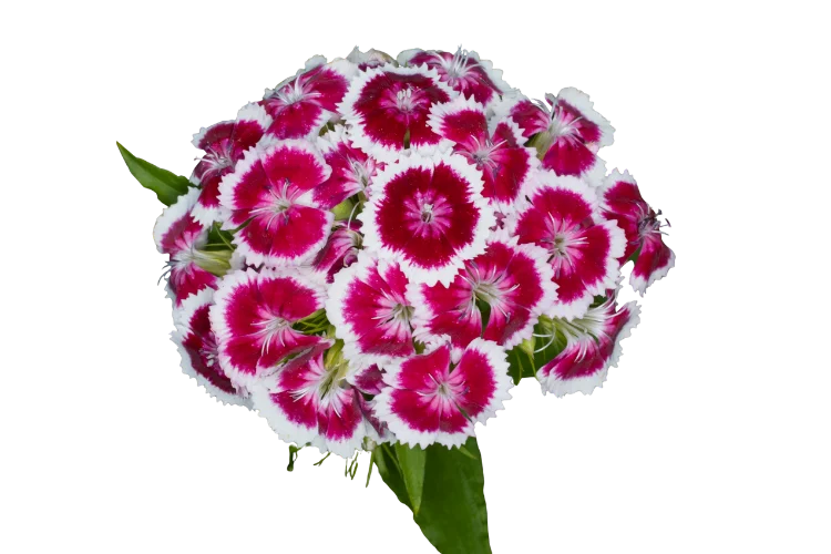 Flowers That Start With D