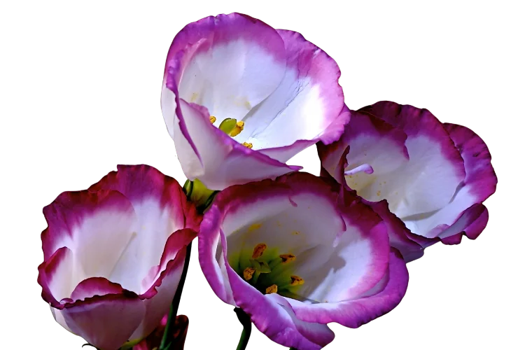 Flowers That Start With E