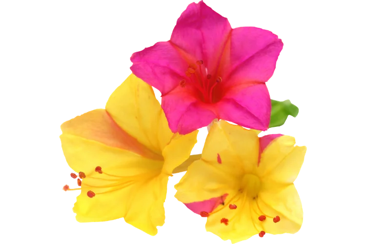 Flowers That Start With F