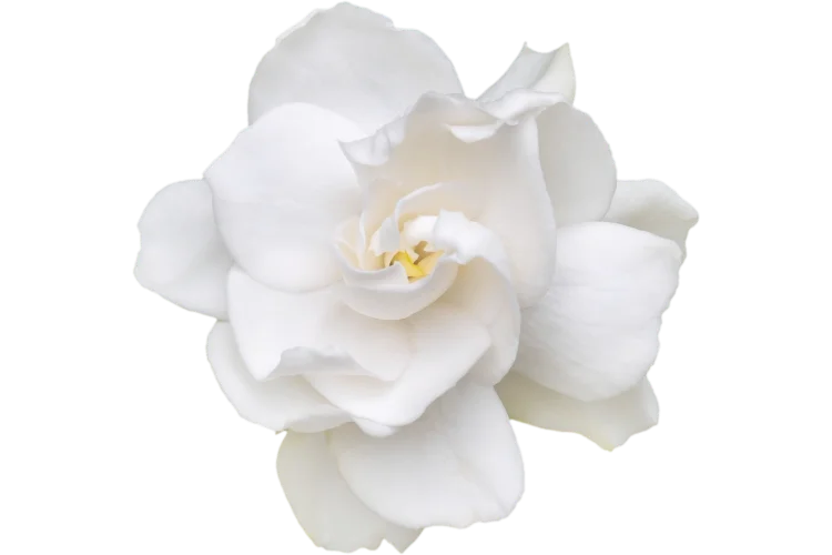 Flowers That Start With G