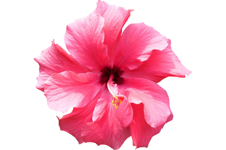 Flowers That Start With H