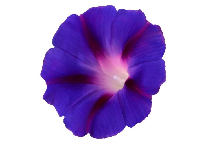Flowers That Start With I