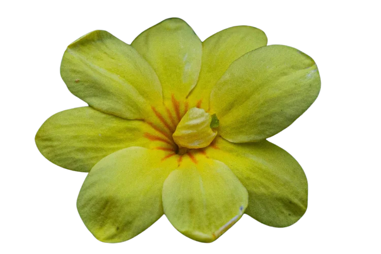 Flowers That Start With J