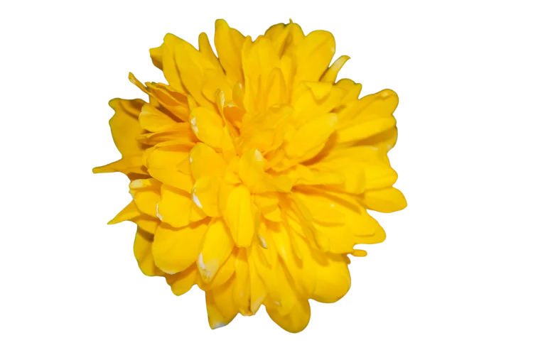 Flowers That Start With K