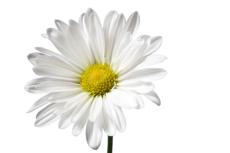 Flowers That Start With L