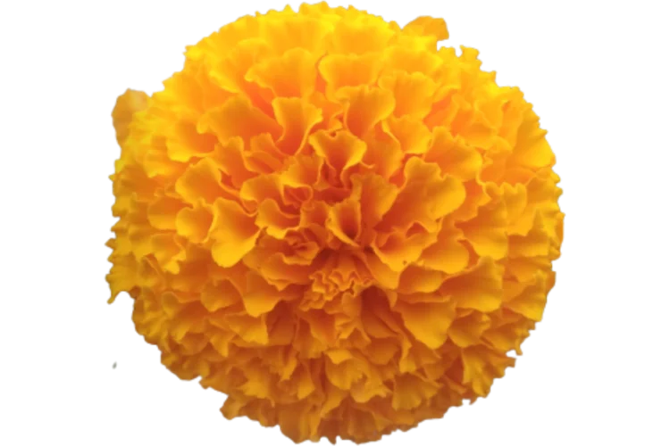Flowers That Start With M