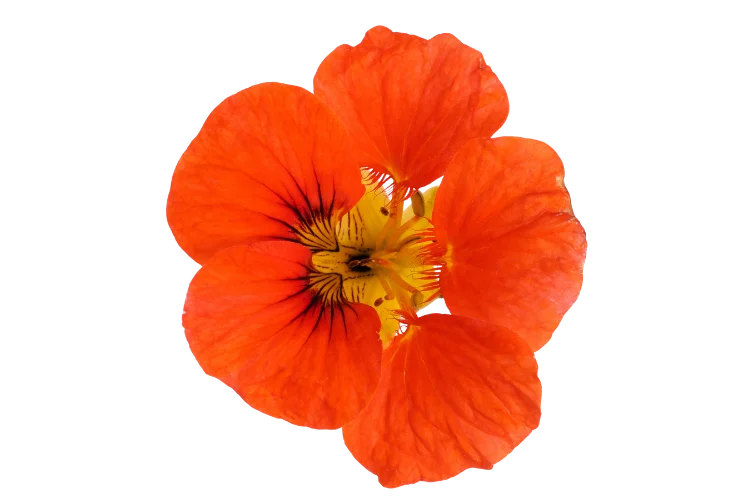 Flowers That Start With N
