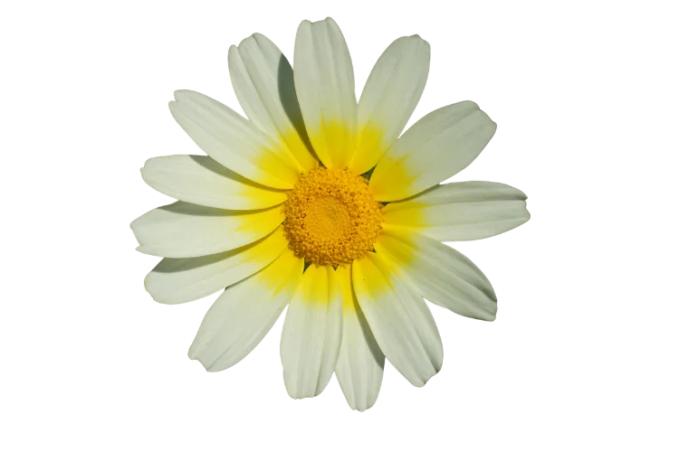 Flowers That Start With O