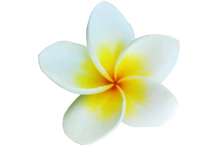 Flowers That Start With P