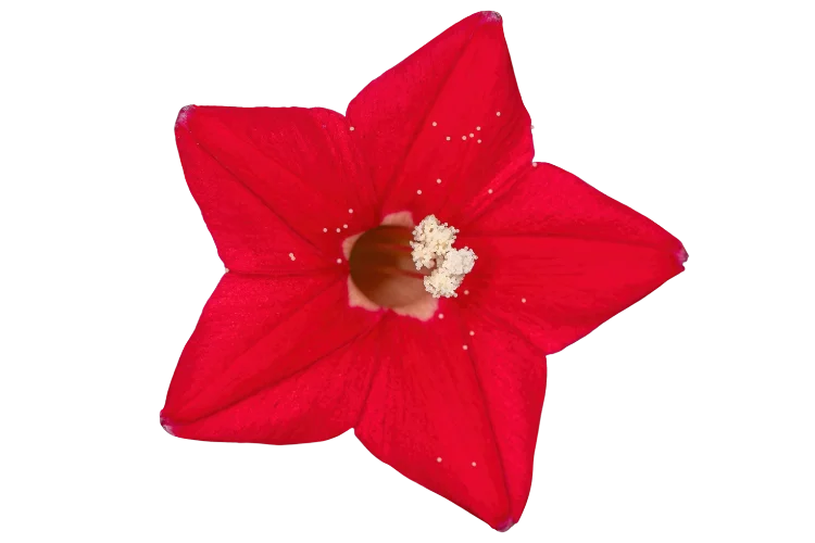 Flowers That Start With Q