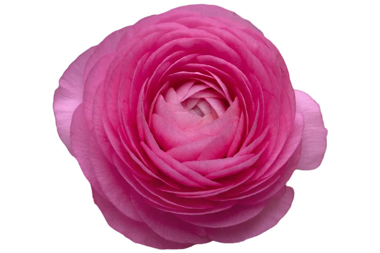 Flowers That Start With R