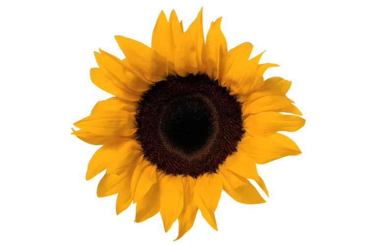 Flowers That Start With S