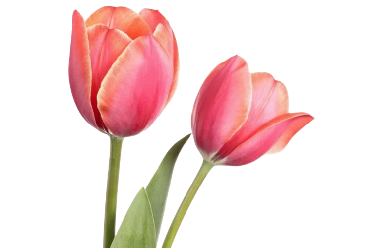 Flowers That Start With T