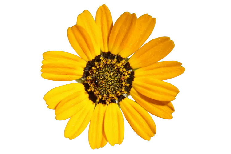 Flowers That Start With U