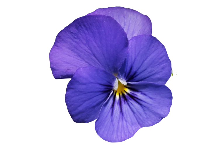 Flowers That Start With V