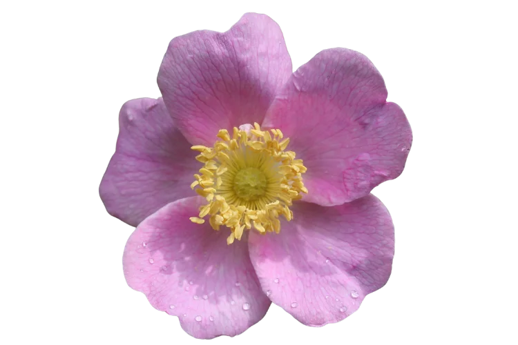Flowers That Start With W