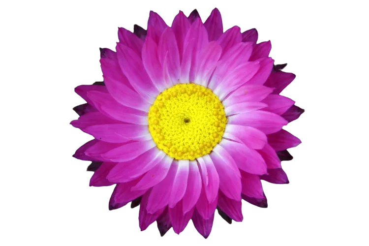 Flowers That Start With X