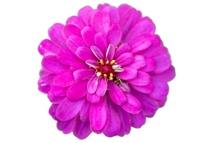 Flowers That Start With Y