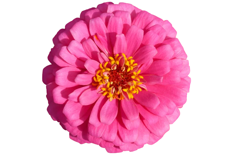 Flowers That Start With Z