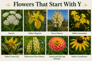 Flowers that start with Y collage featuring yarrow, iris, yucca, jessamine, and coneflower blooms