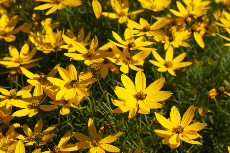 Bright yellow tickseed Coreopsis flowers blooming in a sunny garden bed outdoors