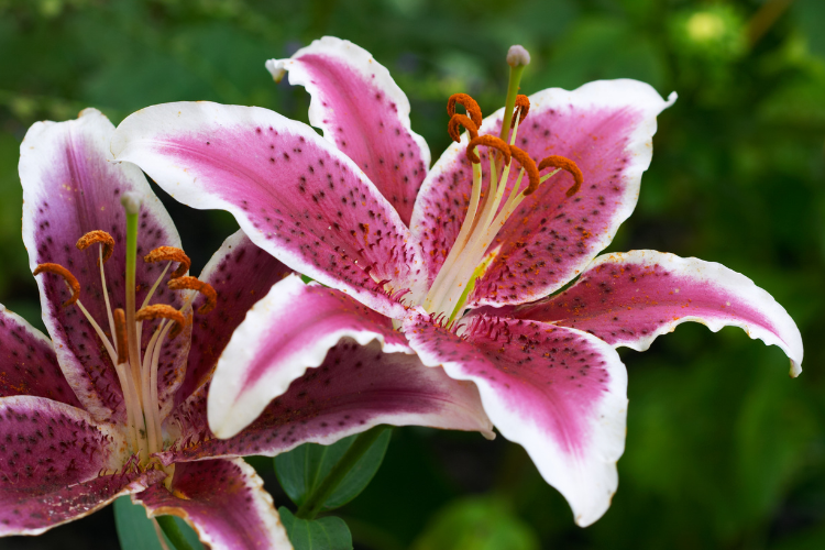 Pink and white tiger lily flower with spotted petals and curved orange stamens