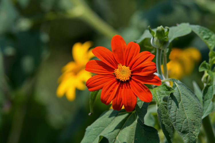 Vivid orange Tithonia Mexican sunflower blooming among green leaves in a garden