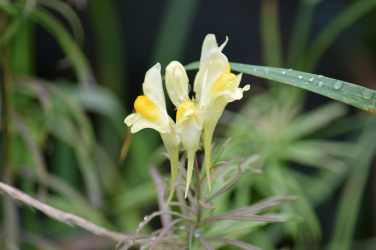 Pale yellow toadflax Linaria flowers with delicate spurred petals on a slender stem