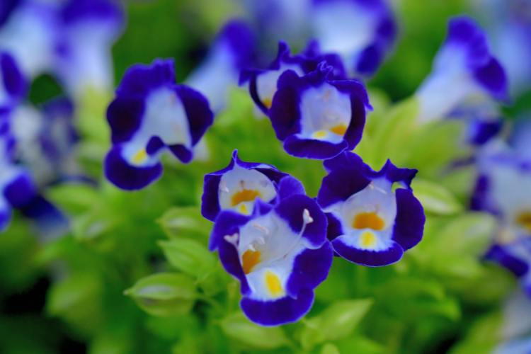 Purple and white torenia wishbone flowers blooming closely together in a garden bed