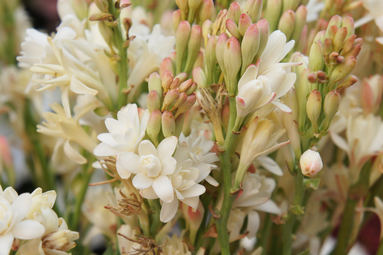 Fragrant white tuberose flowers with pink buds blooming on tall green stems