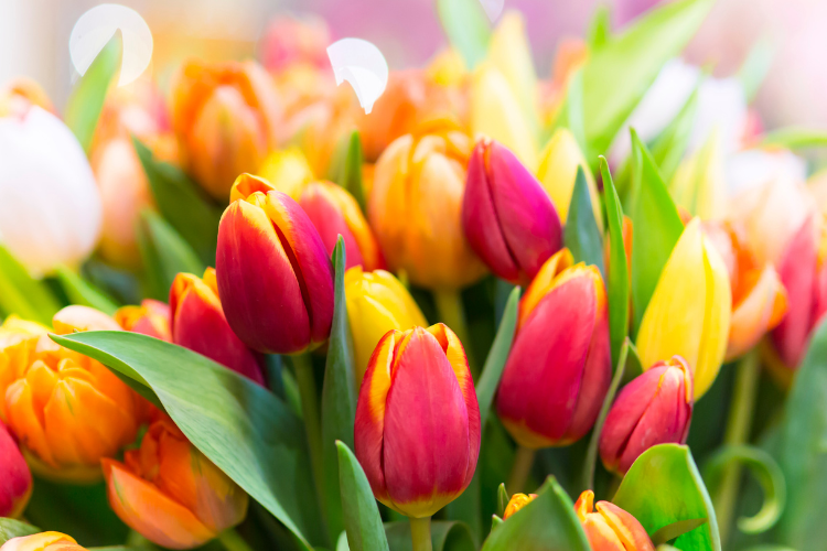 Colorful red, orange, and yellow tulips blooming together in a spring garden