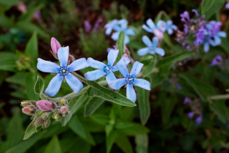 Sky blue Tweedia star-shaped flowers blooming among green foliage in a garden