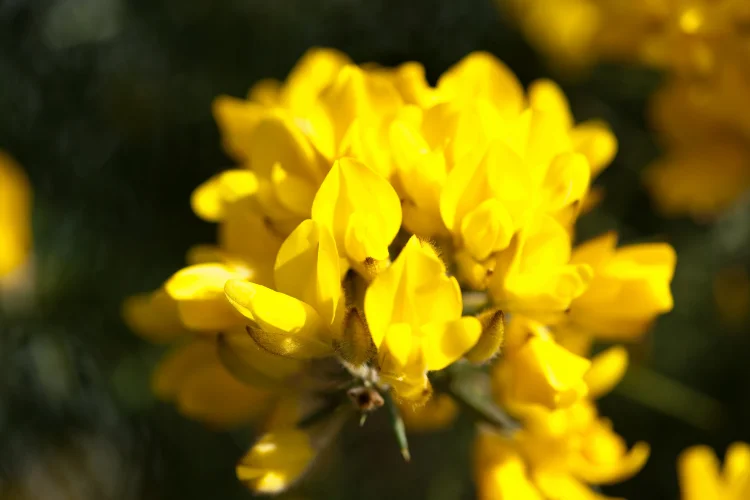 Ulex or gorse flower, a golden yellow bloom among rare flowers starting with U