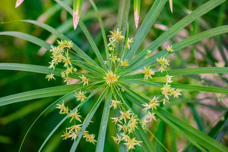 Umbrella Plant flower with star-shaped green blooms, a unique flower starting with U