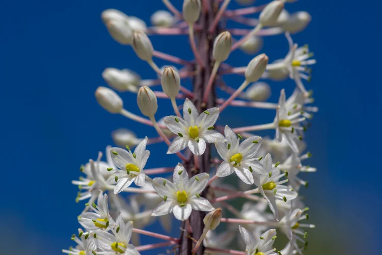 Urginea or sea squill, white star-shaped flowers on a tall spike against blue sky