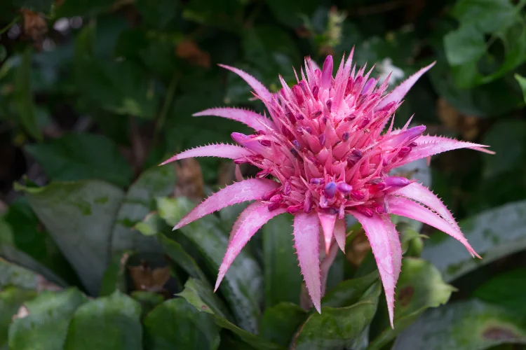 Urn Plant (Aechmea fasciata), a pink bromeliad flower among beautiful flowers starting with U