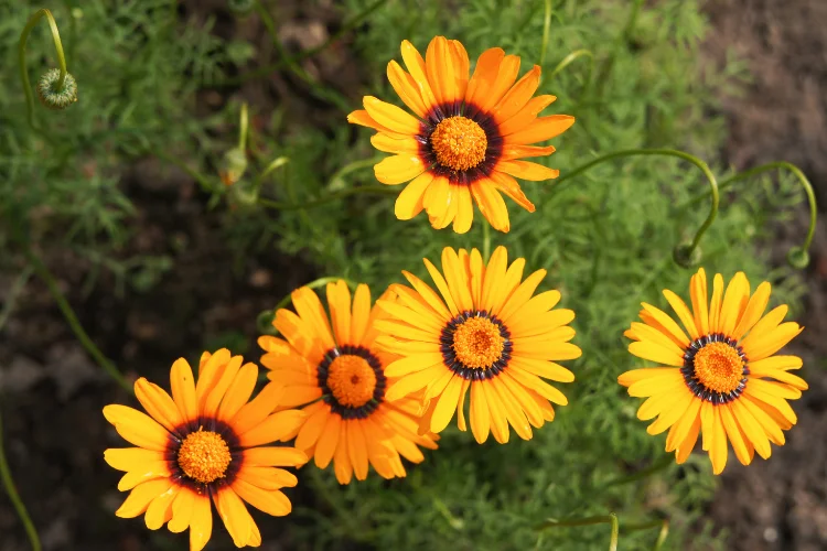 Ursinia flowers with bright orange and yellow petals, a cheerful flower starting with U