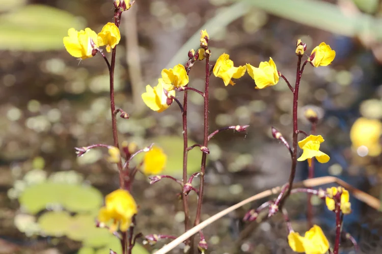 Utricularia or bladderwort, a rare carnivorous flower starting with U with yellow blooms